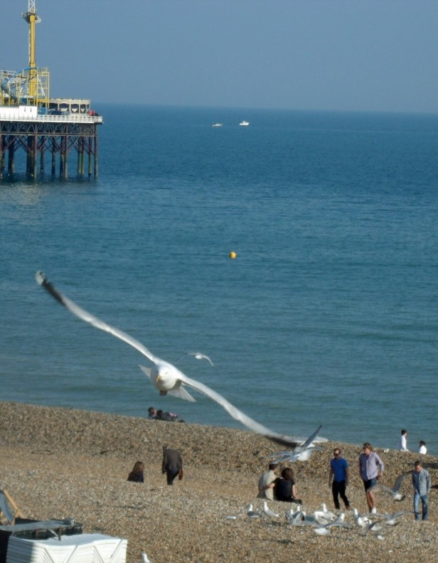 seagull attack